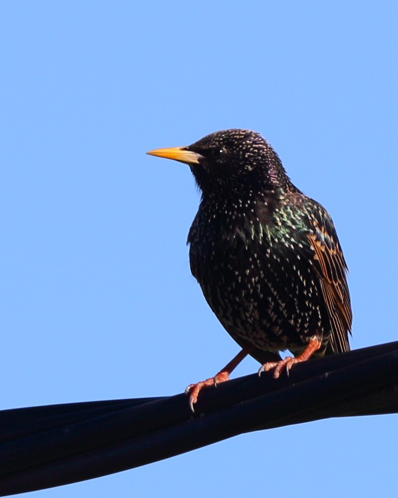 European Starling - ML610622049