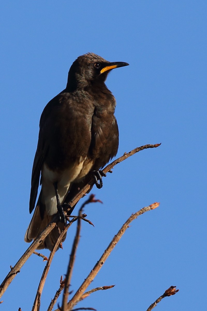 African Pied Starling - ML610622054