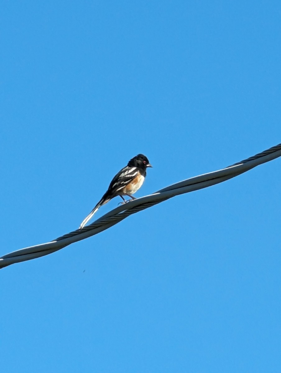 Spotted Towhee - McCallin FISHER