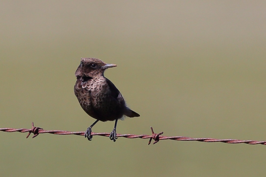 Southern Anteater-Chat - ML610622069