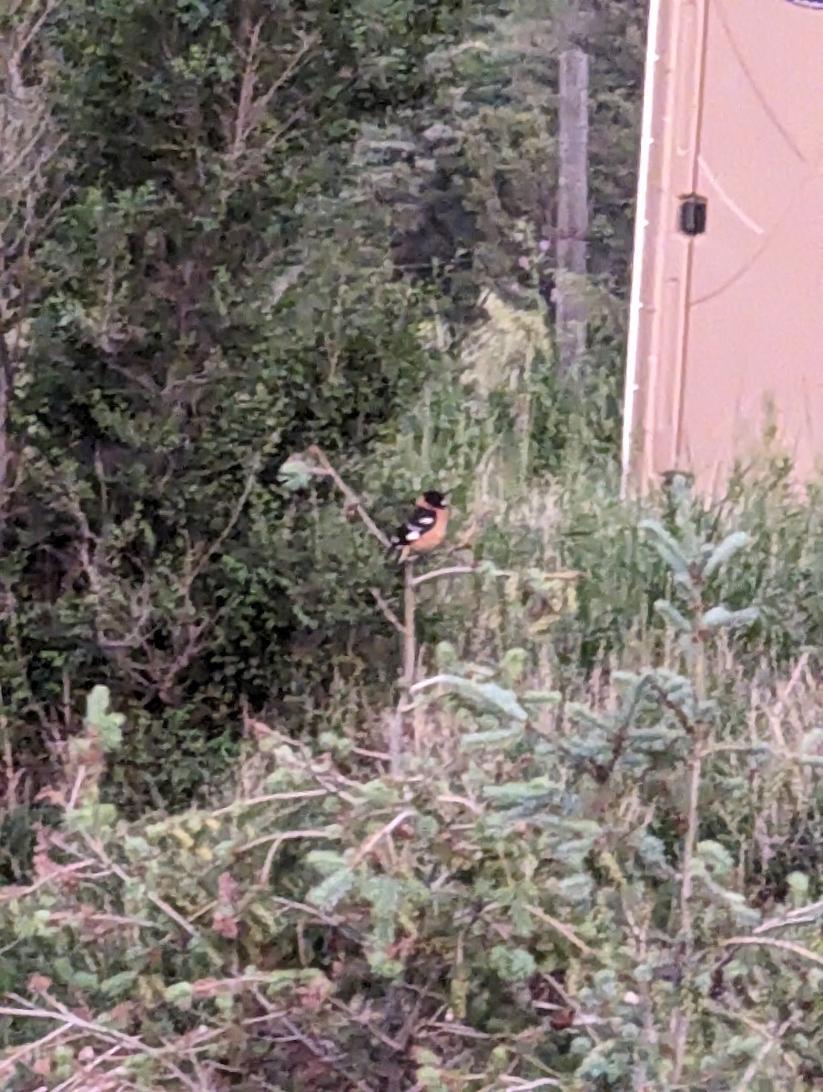 Black-headed Grosbeak - McCallin FISHER