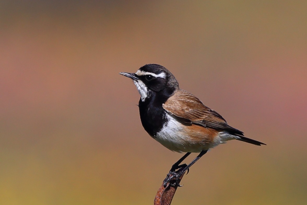 Capped Wheatear - ML610622074