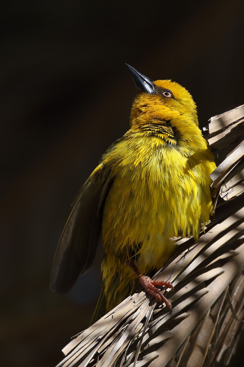 Cape Weaver - ML610622080