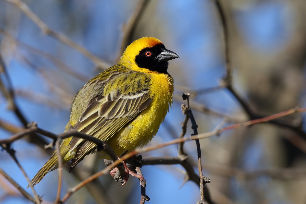 Southern Masked-Weaver - ML610622087