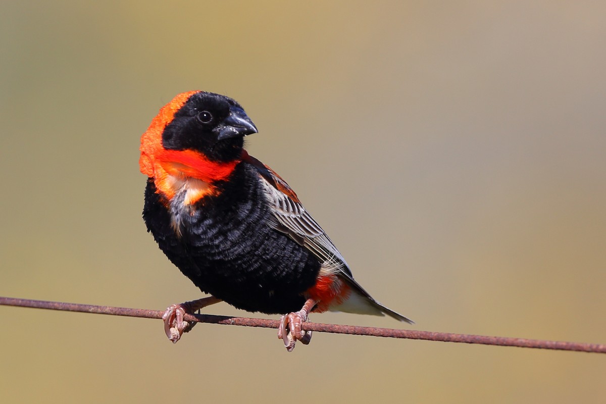 Southern Red Bishop - ML610622091