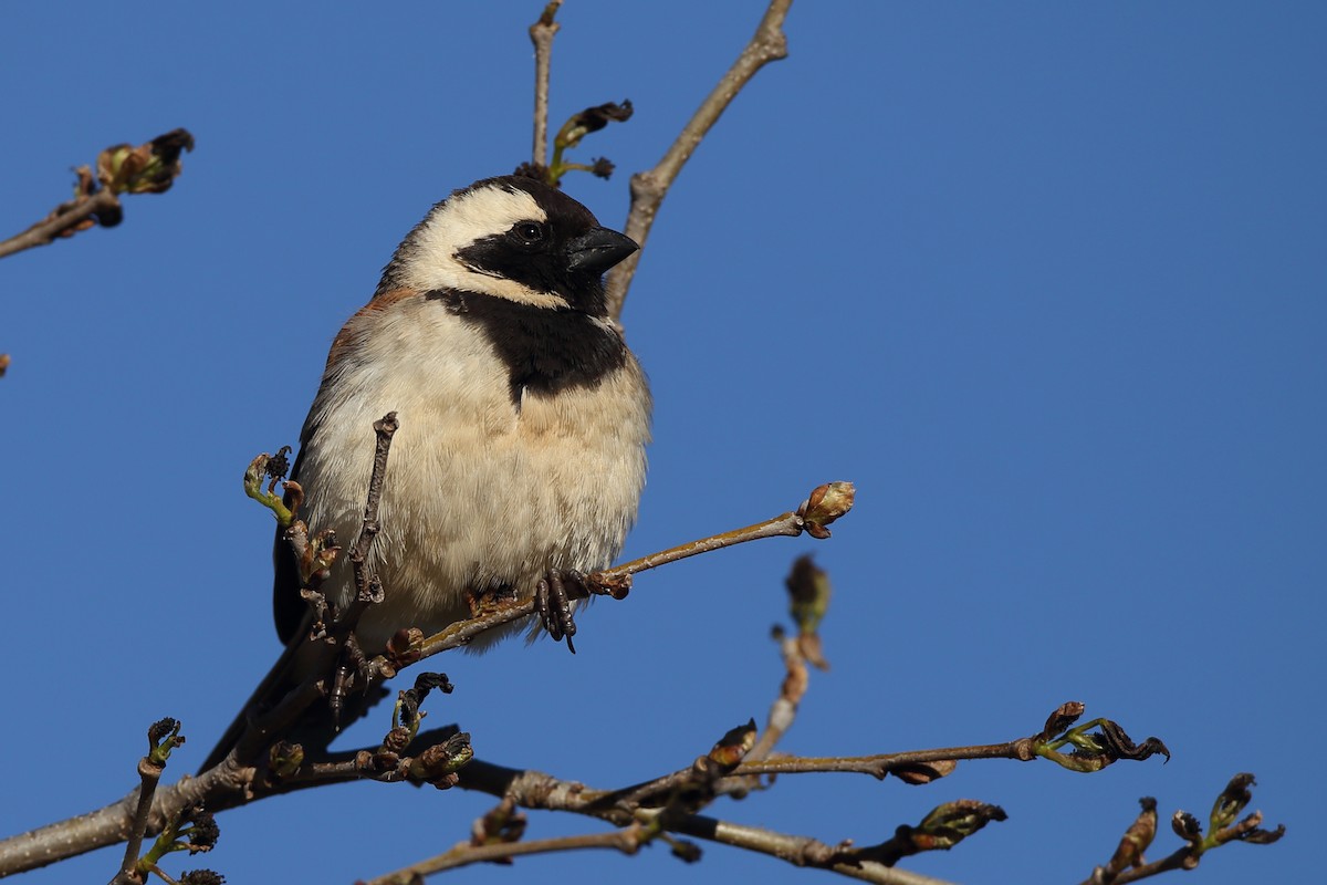 Cape Sparrow - ML610622095