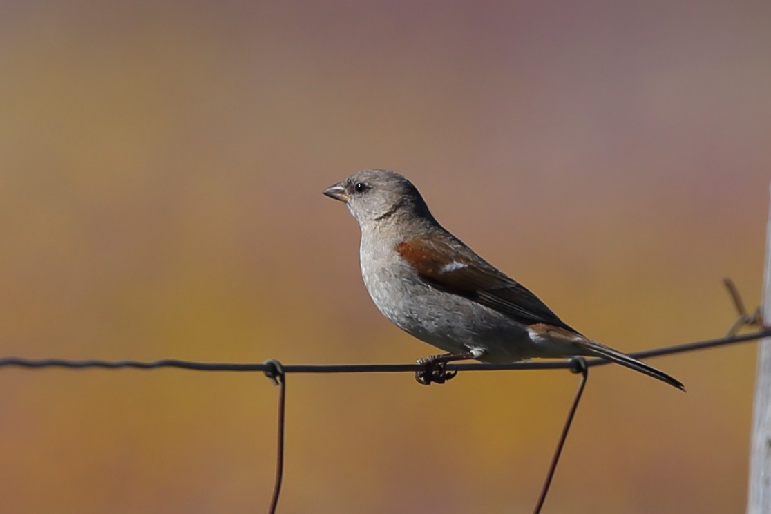 Southern Gray-headed Sparrow - ML610622101