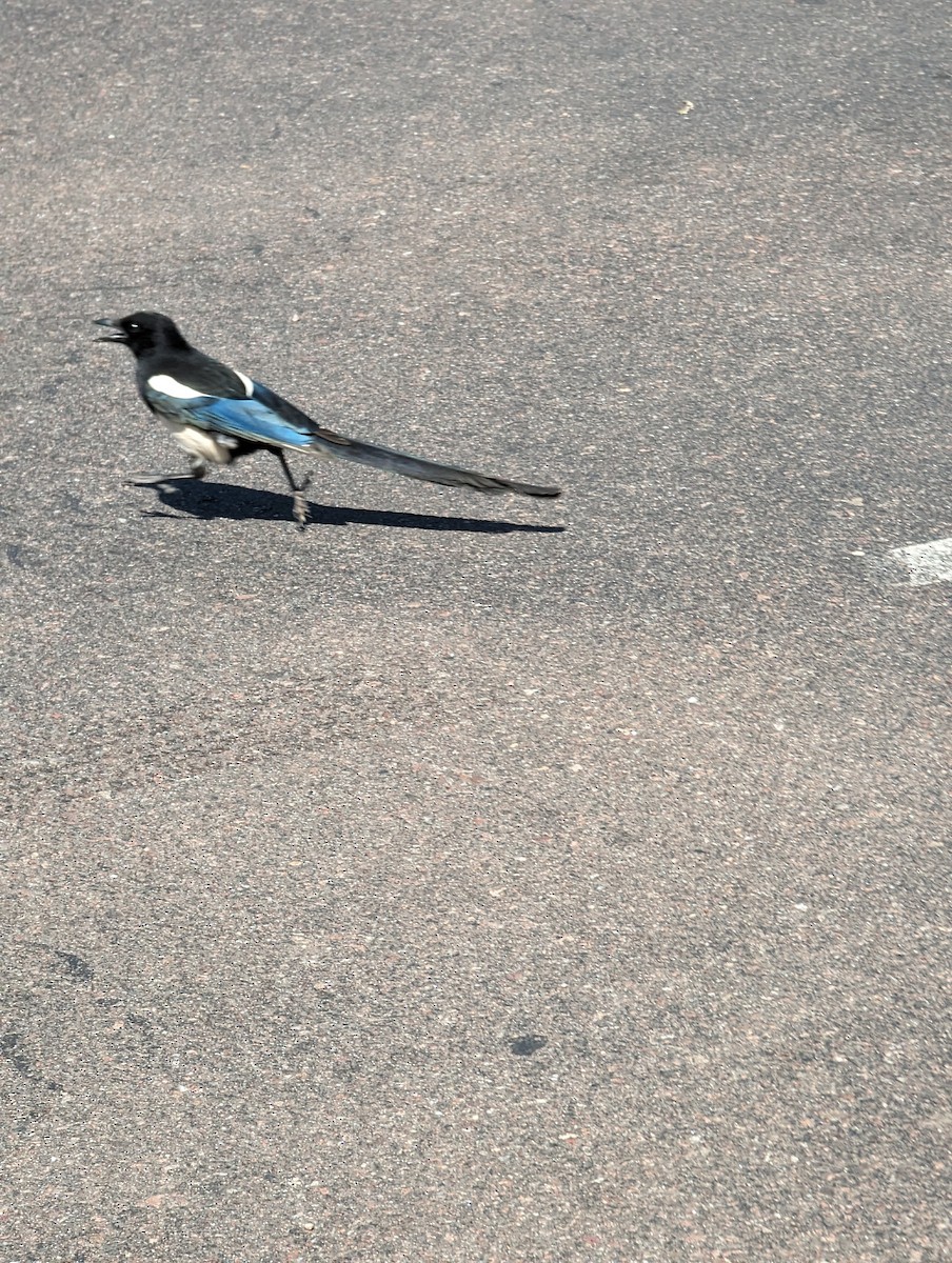 Black-billed Magpie - McCallin FISHER