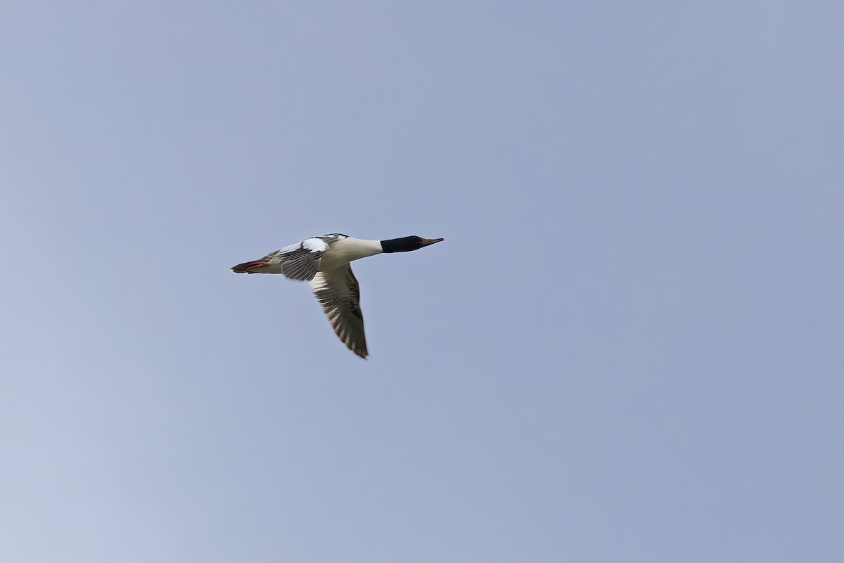 Common Merganser - ML610622172