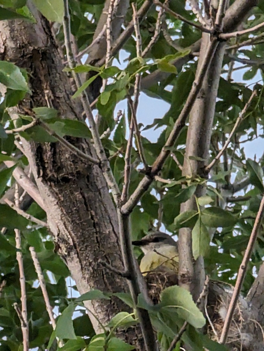 Western Kingbird - McCallin FISHER