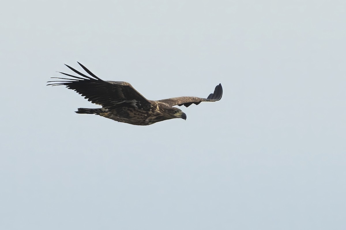 White-tailed Eagle - ML610622297