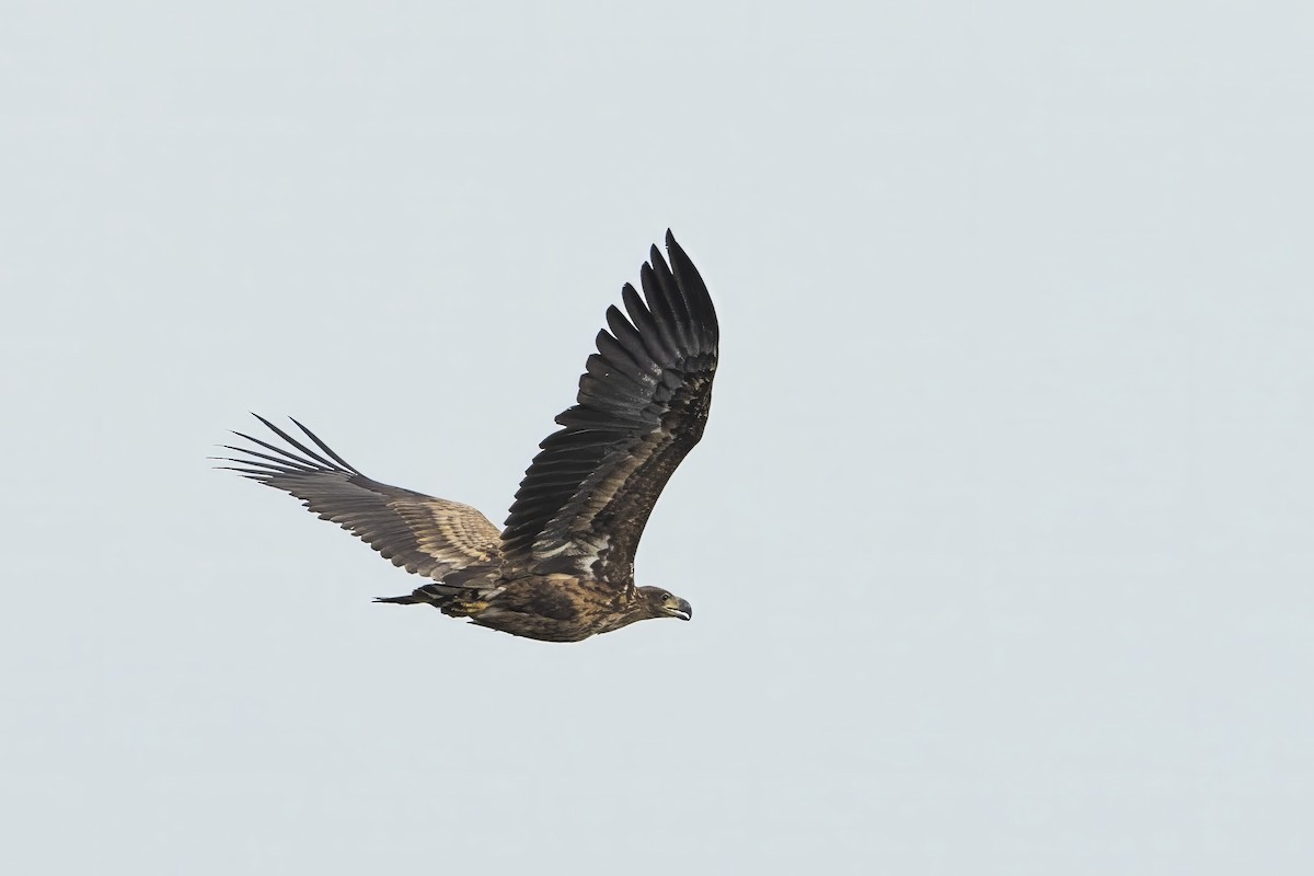 White-tailed Eagle - ML610622298