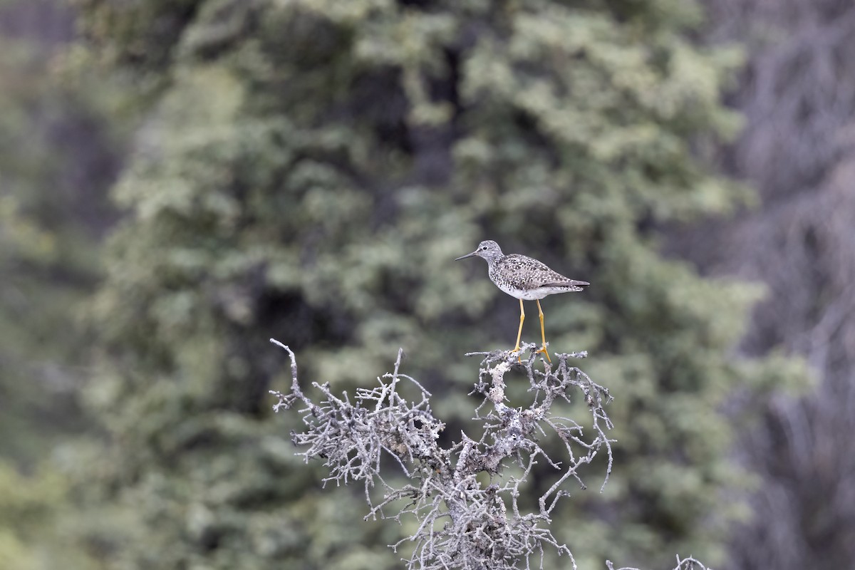 Lesser Yellowlegs - ML610622324