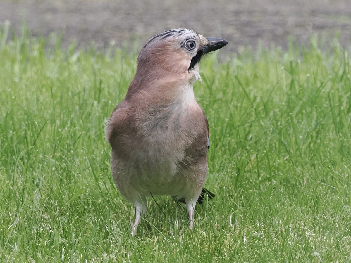 Eurasian Jay - ML610622391