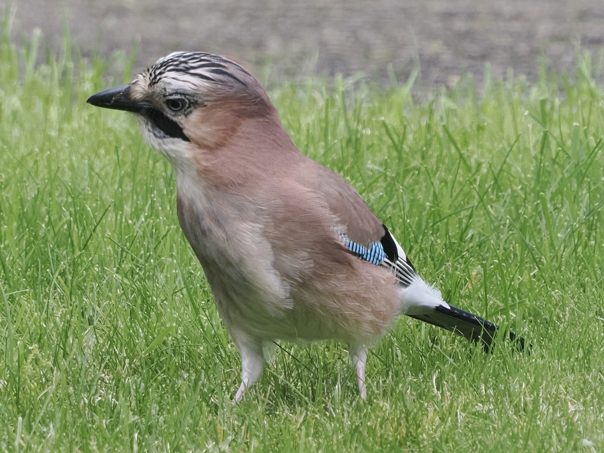 Eurasian Jay - ML610622402