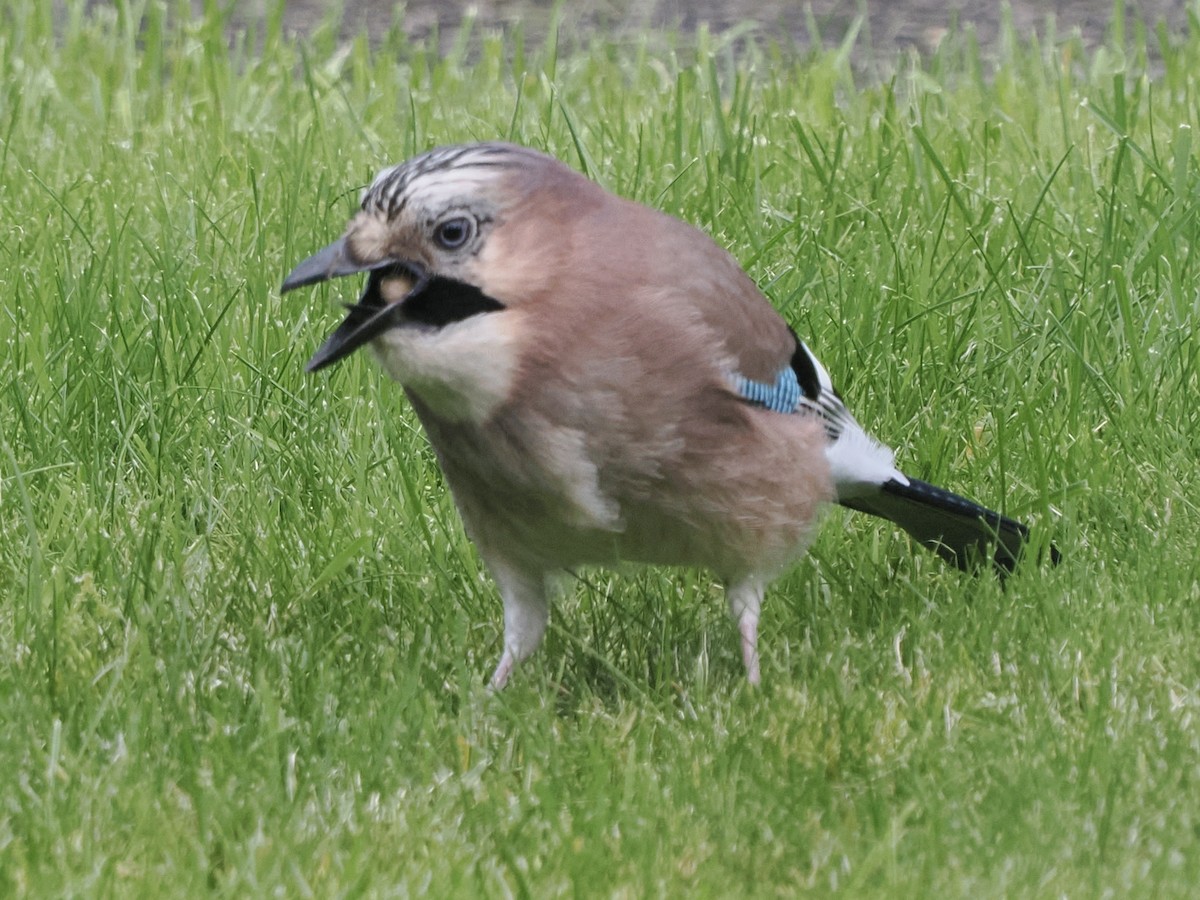 Eurasian Jay - ML610622404