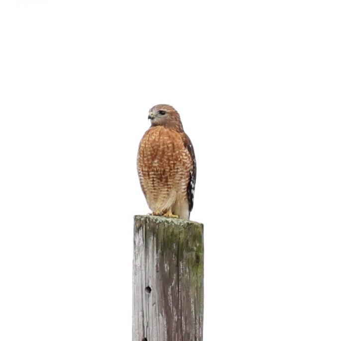 Red-shouldered Hawk - Marty Calabrese