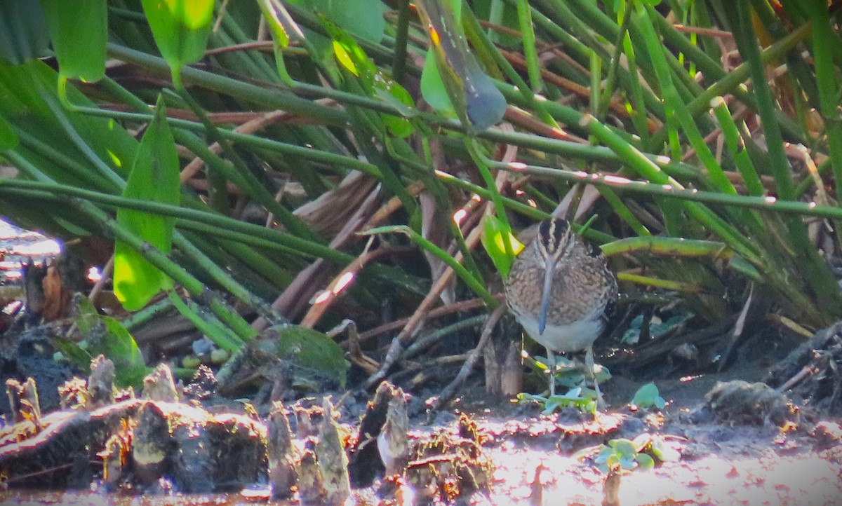 Wilson's Snipe - ML610622505