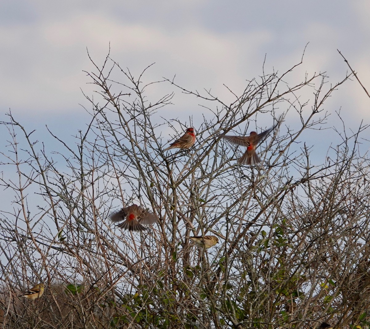 House Finch - ML610622518