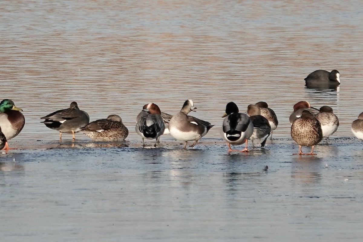 American Wigeon - Simon Pearce