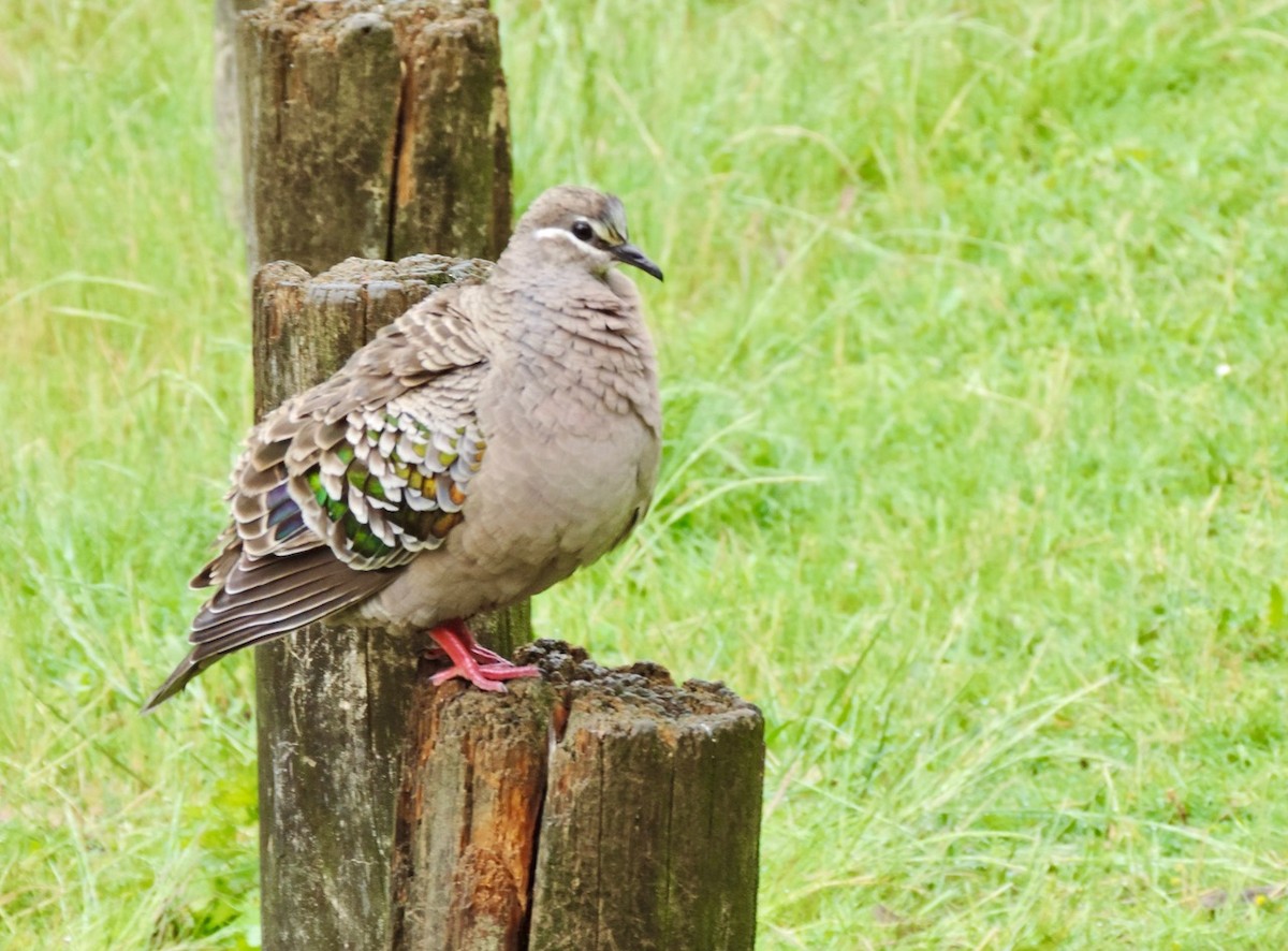 Common Bronzewing - ML610622813