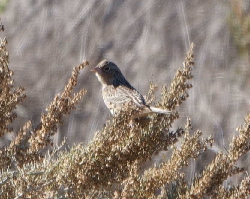 Grasshopper Sparrow - ML610622826