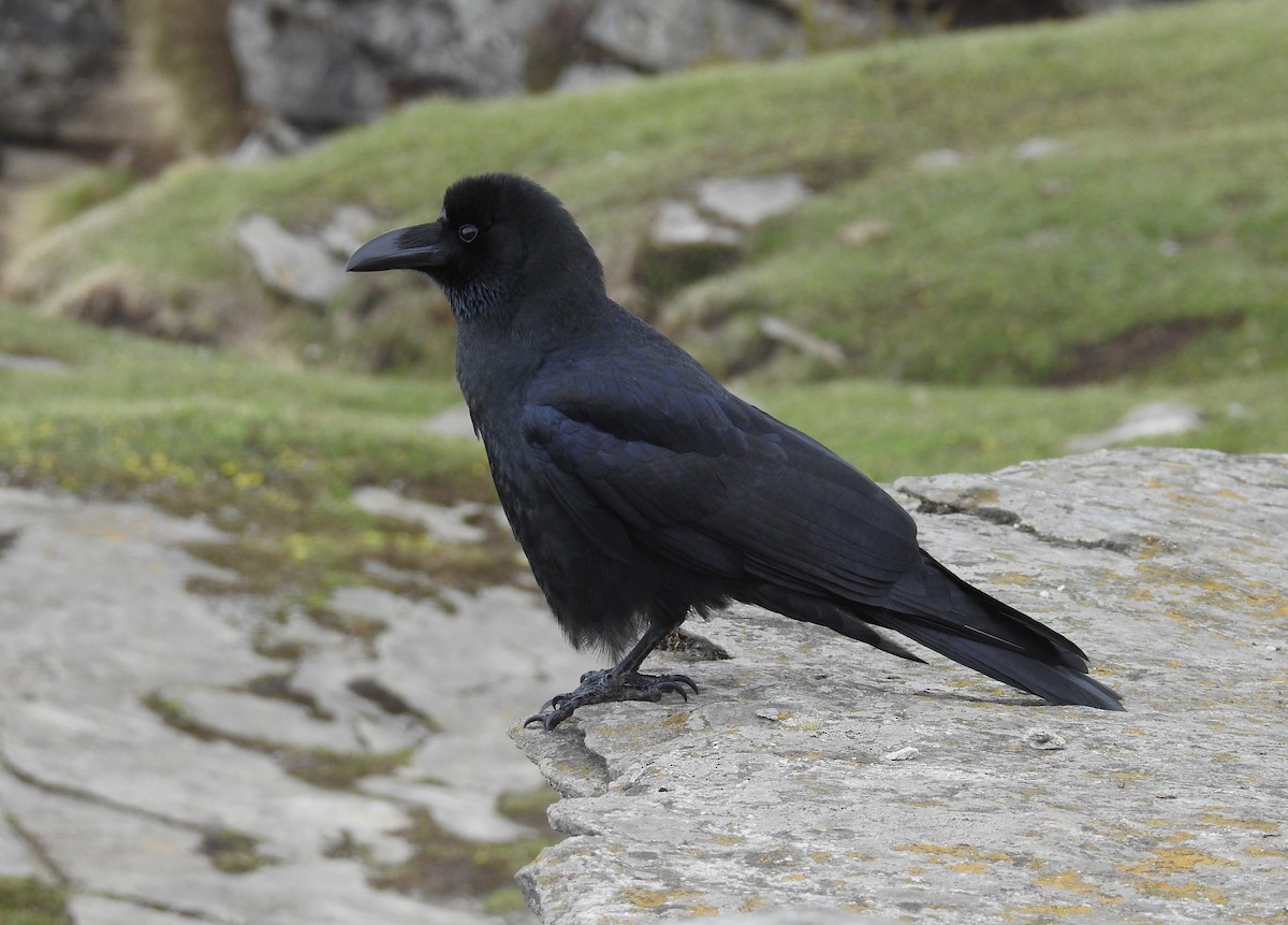 Large-billed Crow (Large-billed) - ML610622867