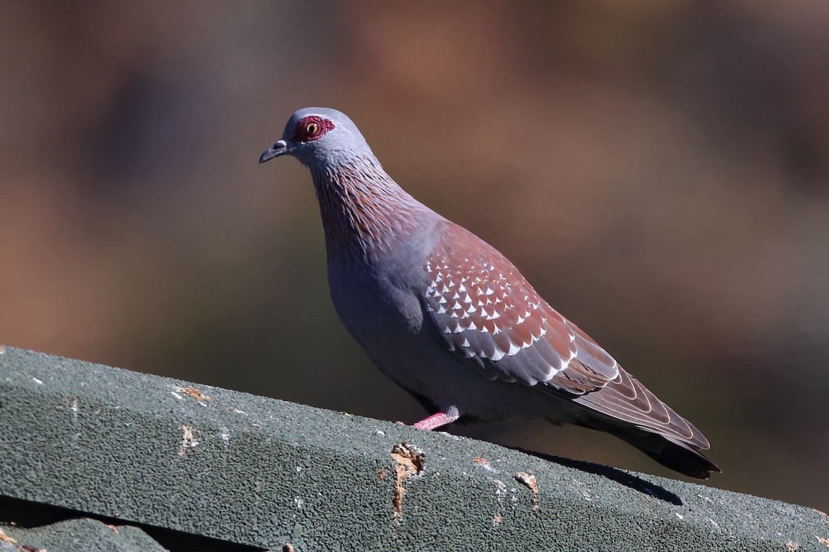 Speckled Pigeon - ML610622872