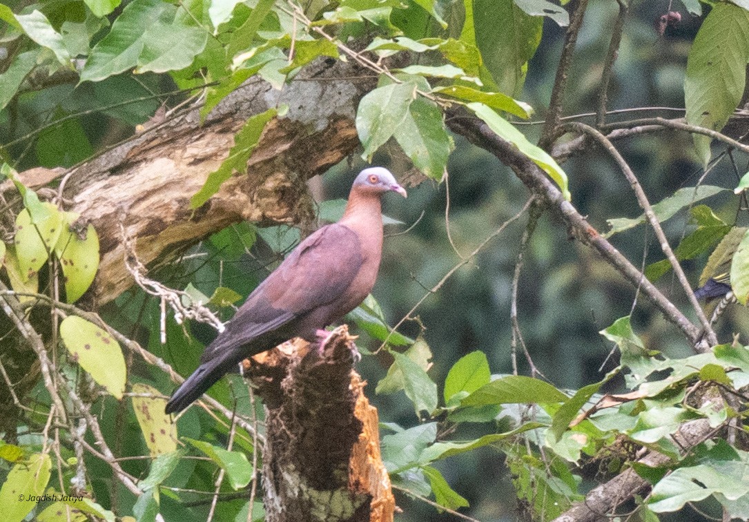 Pale-capped Pigeon - ML610622884