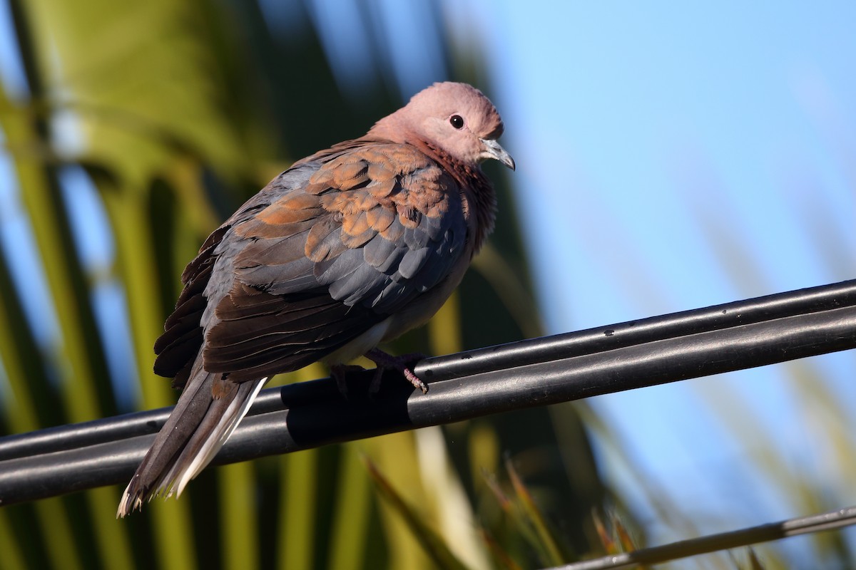 Laughing Dove - ML610622885