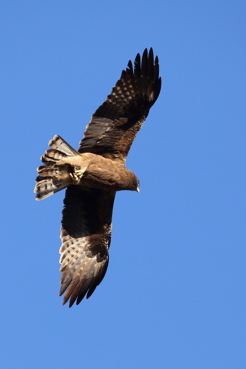 Booted Eagle - ML610622892