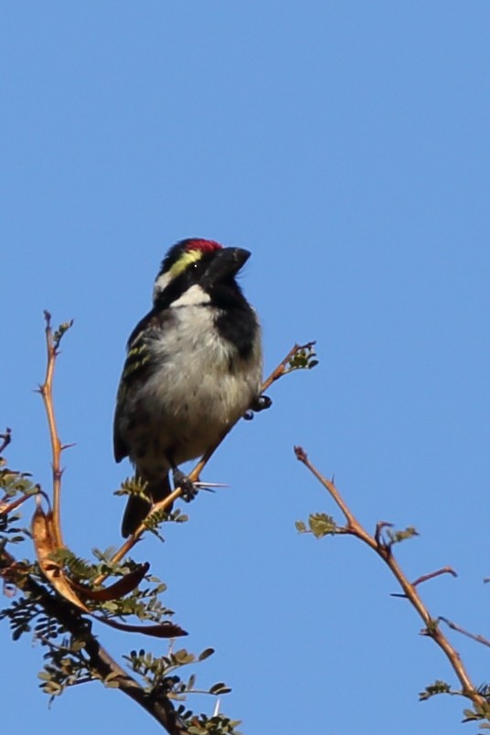 Pied Barbet - ML610622905