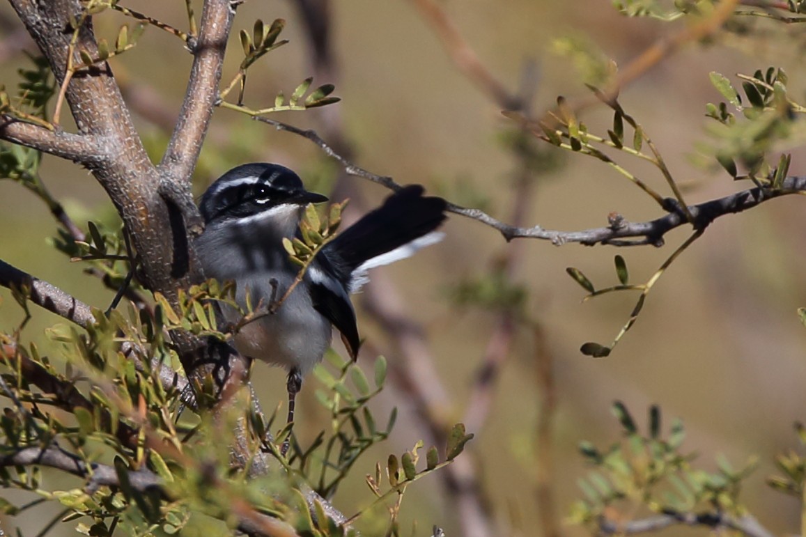 Fairy Flycatcher - ML610622920