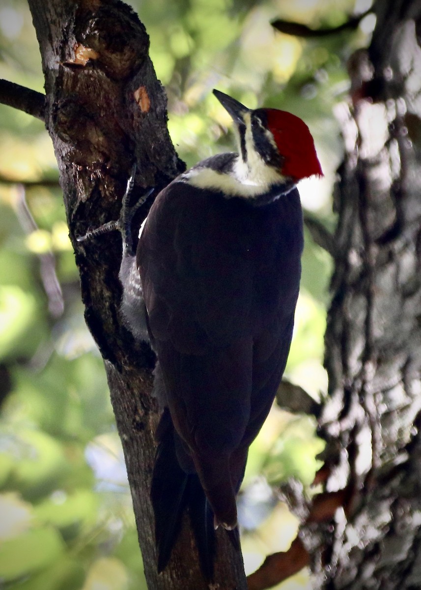 Pileated Woodpecker - ML610622925