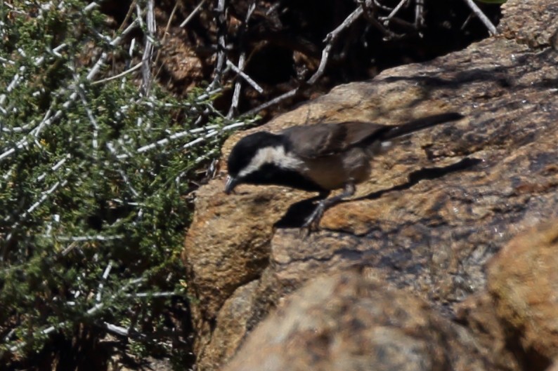 Gray Tit - ML610622926