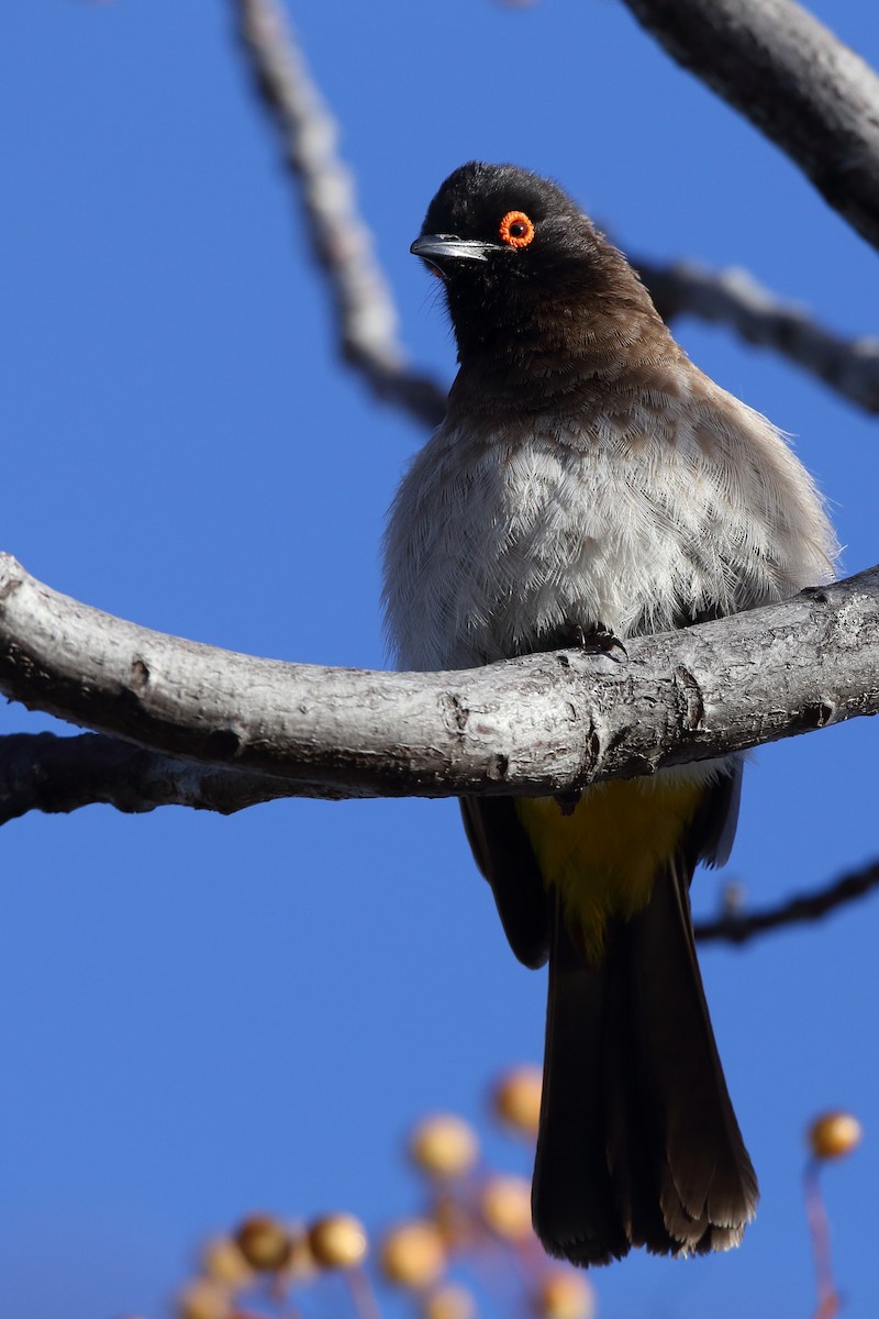 Black-fronted Bulbul - ML610622946