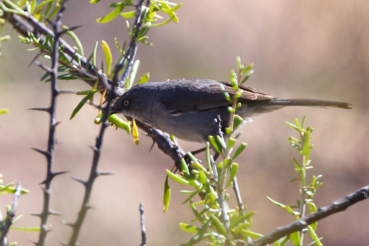 Layard's Warbler - ML610622953