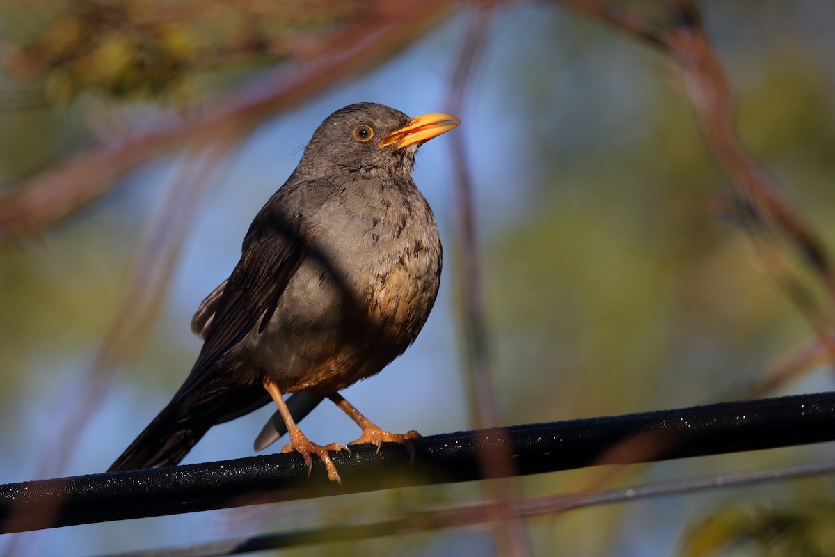 Karoo Thrush - ML610622959