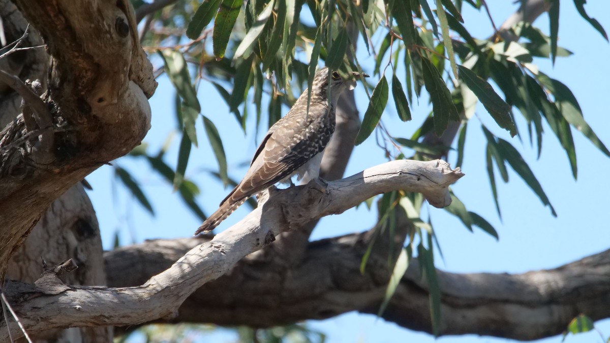 Fan-tailed Cuckoo - Steve Barnes