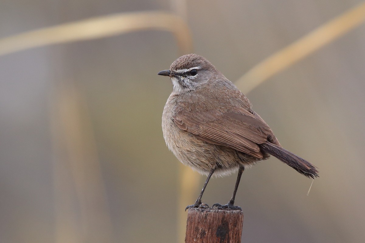 Karoo Scrub-Robin - ML610622961