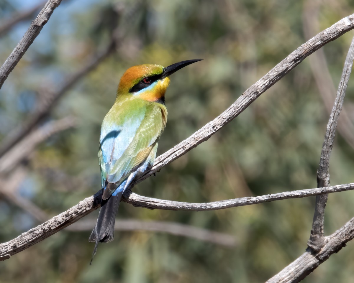 Rainbow Bee-eater - ML610622963