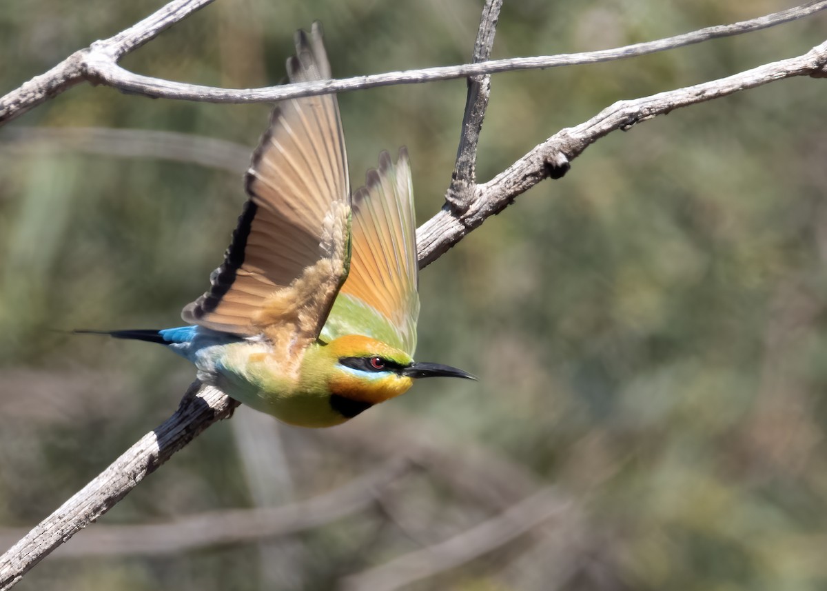 Rainbow Bee-eater - ML610622965