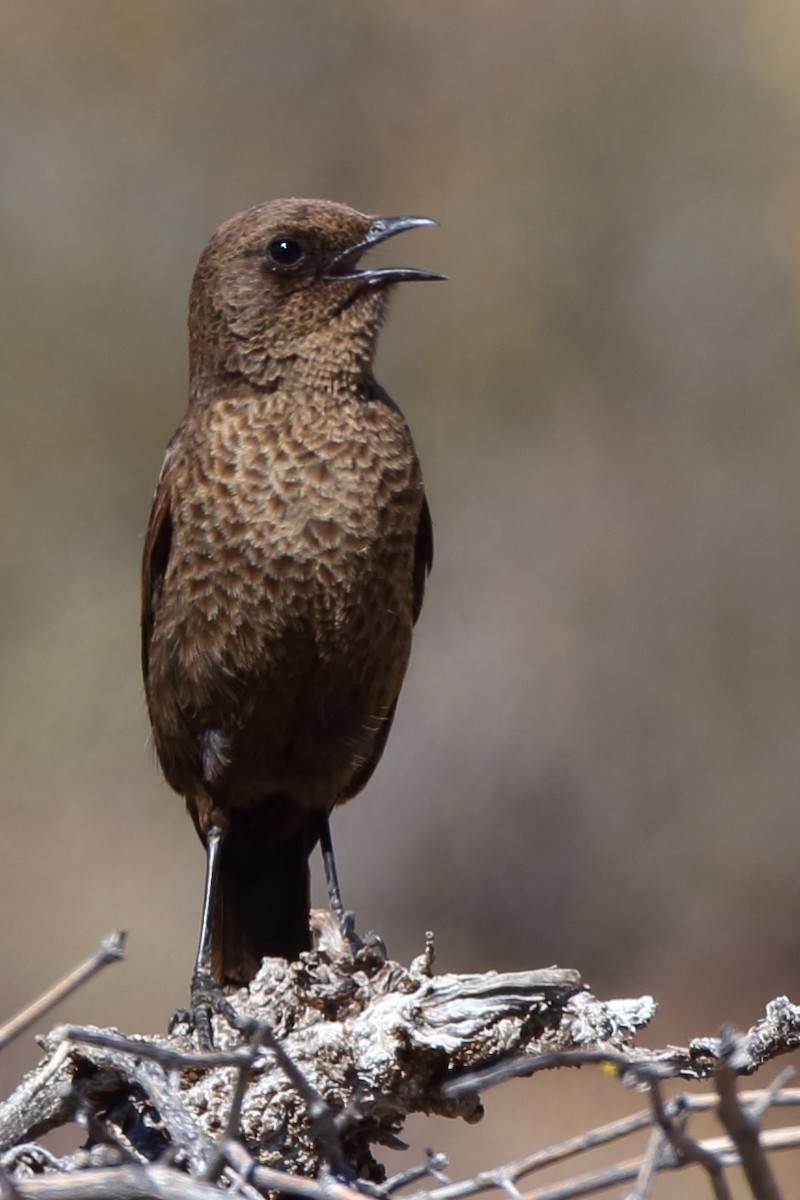 Southern Anteater-Chat - ML610622968