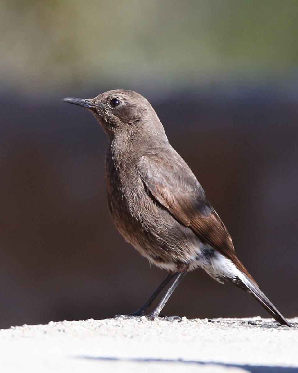 Mountain Wheatear - ML610622980