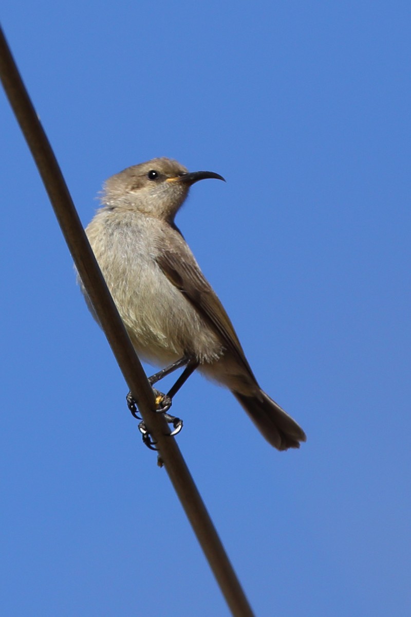 Dusky Sunbird - ML610623007