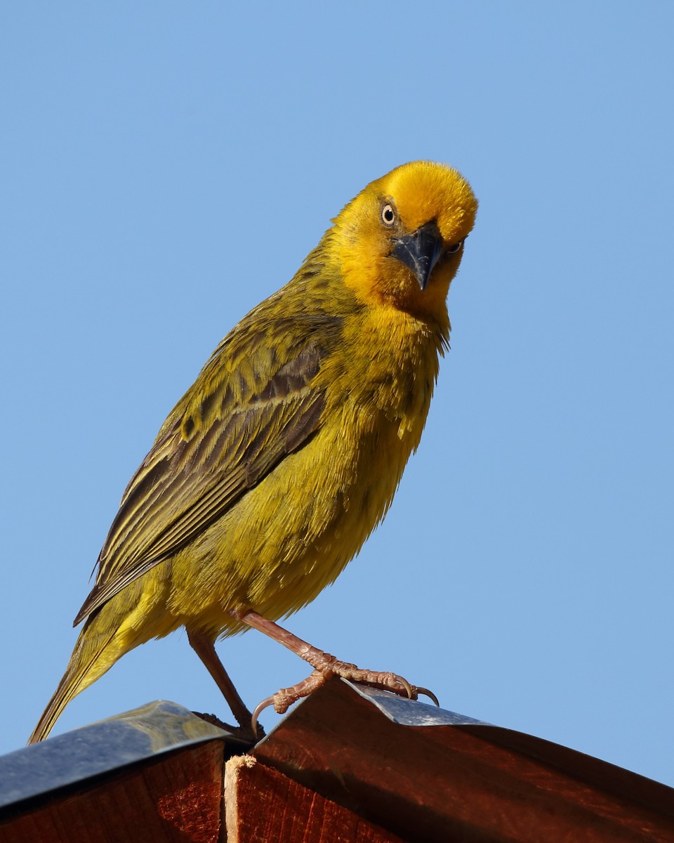 Cape Weaver - ML610623009