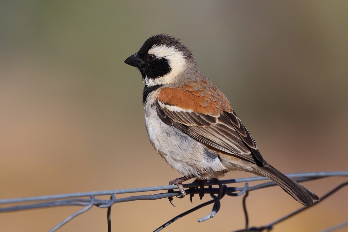 Cape Sparrow - ML610623011