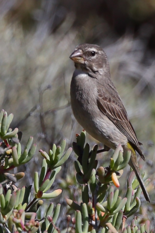 White-throated Canary - sheau torng lim