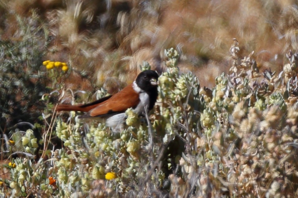 Black-headed Canary - ML610623014