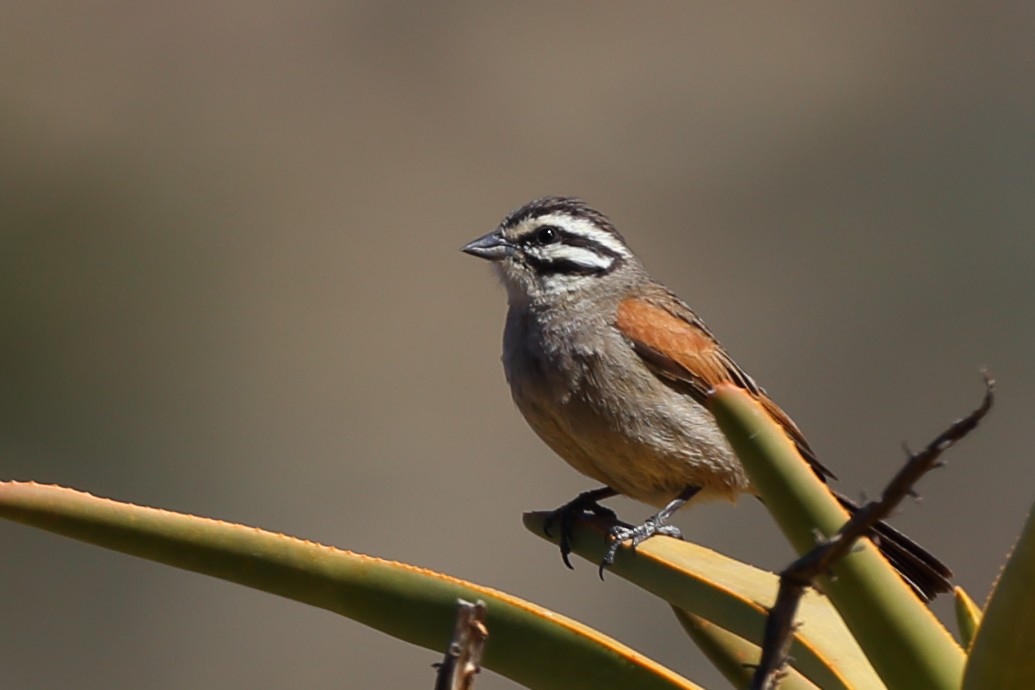 Cape Bunting - ML610623030